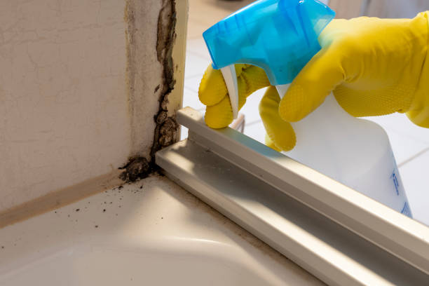 Office Mold Removal Services in Danville, KY