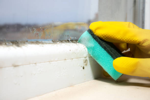 Best Affordable Mold Removal  in Danville, KY