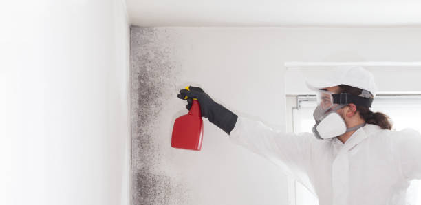 Mold Removal and Inspection in Danville, KY