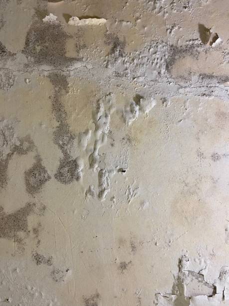 Best Mold Testing  in Danville, KY