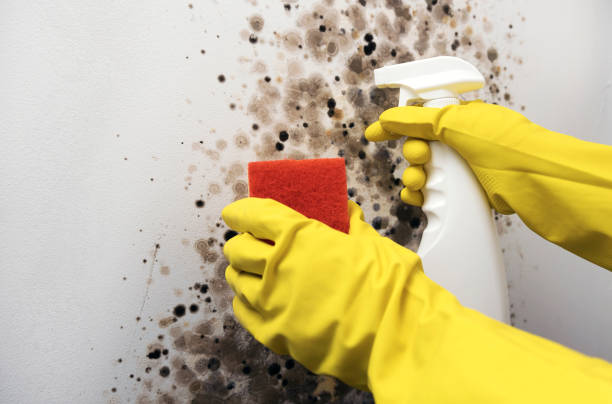 Best Black Mold Removal  in Danville, KY