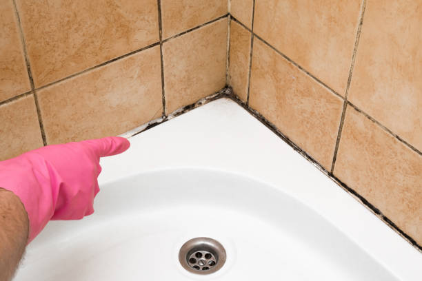 Best Local Mold Removal Service  in Danville, KY