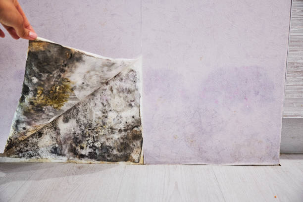 Best Toxic Mold Removal  in Danville, KY